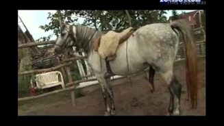 Porn video zoophilia horse xxx - Porno Tarado